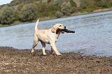 LABRADOR 196
